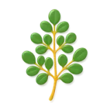 Moringa Oleifera Leaf Extract — Incasol botanical active